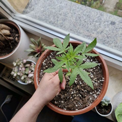 Royal Creamatic growlog timeline photo