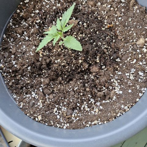 Auto Candy Bubatz XL growlog timeline photo