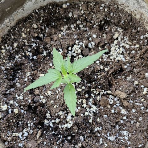 Auto Critical Orange Punch growlog timeline photo