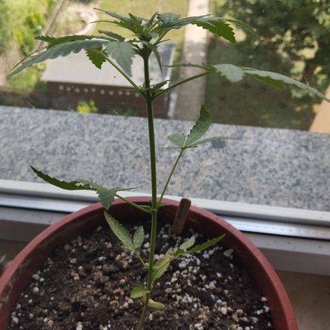 Royal Creamatic growlog timeline photo