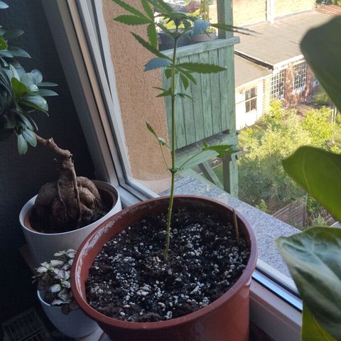 Royal Creamatic growlog timeline photo