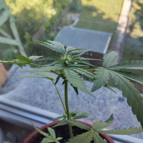 Royal Creamatic growlog timeline photo