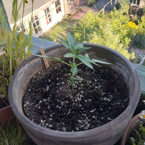 Auto Critical Orange Punch growlog timeline photo