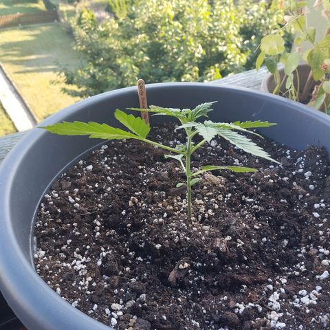 Auto Candy Bubatz XL growlog timeline photo