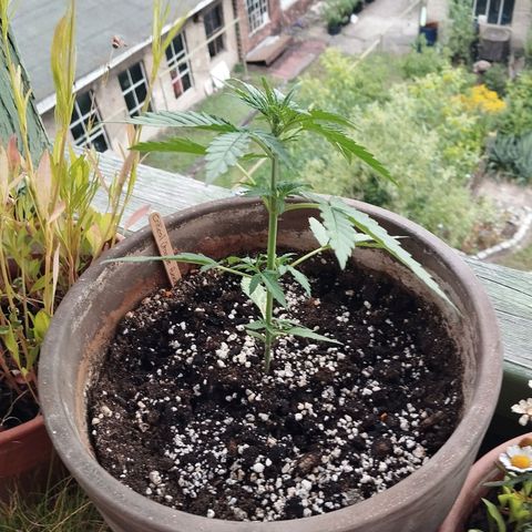 Auto Critical Orange Punch growlog timeline photo
