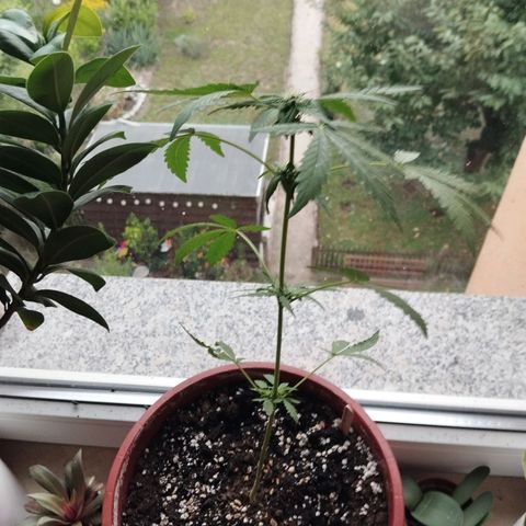 Royal Creamatic growlog timeline photo