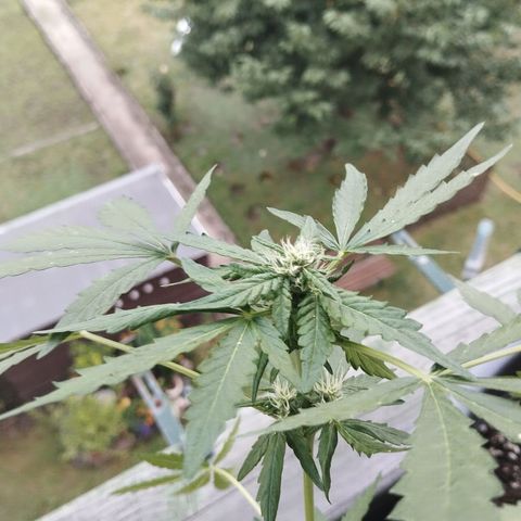 Royal Creamatic growlog timeline photo