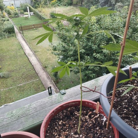 Royal Creamatic growlog timeline photo