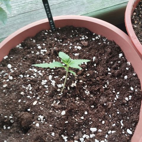 Auto Banana Blaze growlog timeline photo