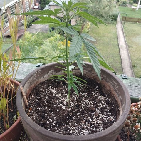 Auto Critical Orange Punch growlog timeline photo