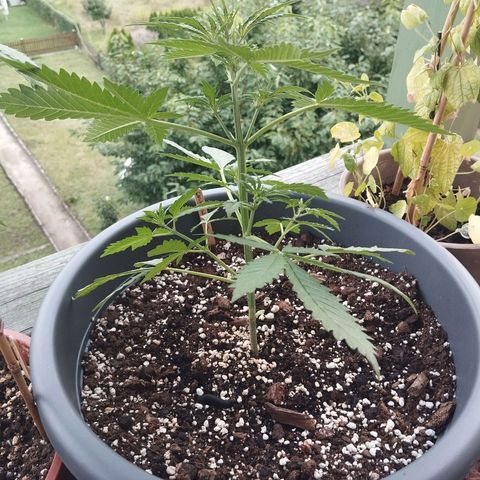 Auto Candy Bubatz XL growlog timeline photo