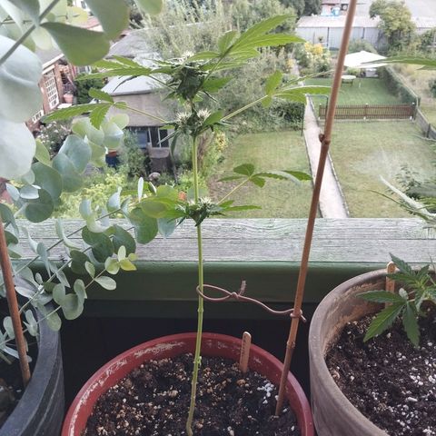 Royal Creamatic growlog timeline photo