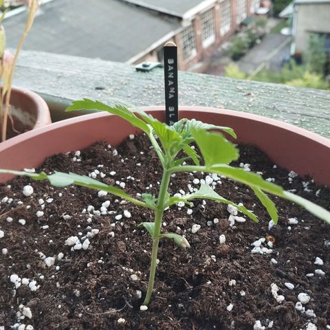 Auto Banana Blaze growlog timeline photo