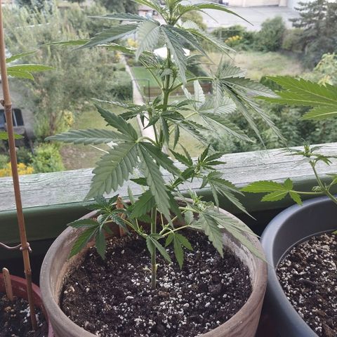 Auto Critical Orange Punch growlog timeline photo