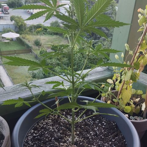 Auto Candy Bubatz XL growlog timeline photo