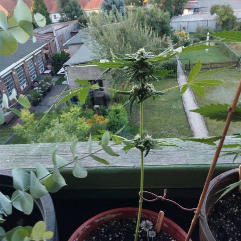 Royal Creamatic growlog timeline photo