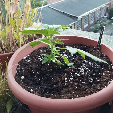 Auto Banana Blaze growlog timeline photo