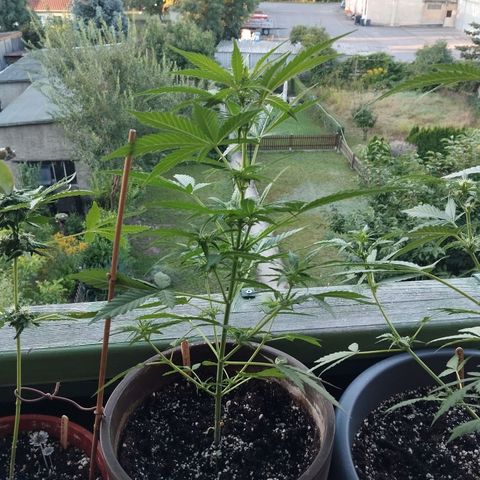 Auto Critical Orange Punch growlog timeline photo