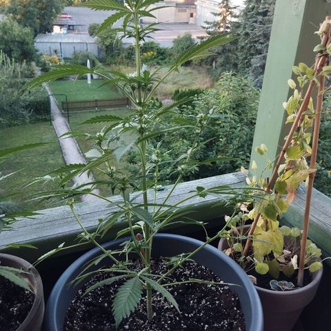 Auto Candy Bubatz XL growlog timeline photo