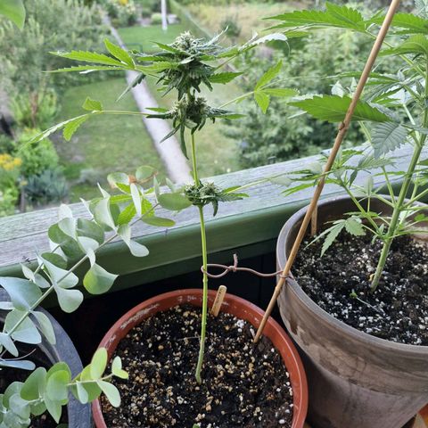 Royal Creamatic growlog timeline photo