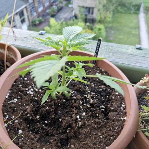 Auto Banana Blaze growlog timeline photo