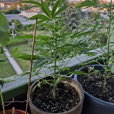 Auto Critical Orange Punch growlog timeline photo