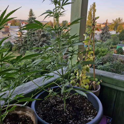 Auto Candy Bubatz XL growlog timeline photo