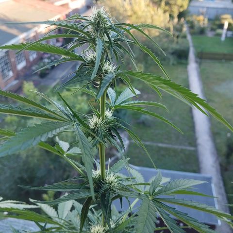 Auto Critical Orange Punch growlog timeline photo