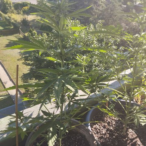 Auto Critical Orange Punch growlog timeline photo