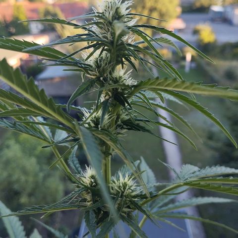 Auto Candy Bubatz XL growlog timeline photo