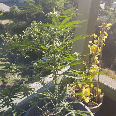 Auto Candy Bubatz XL growlog timeline photo