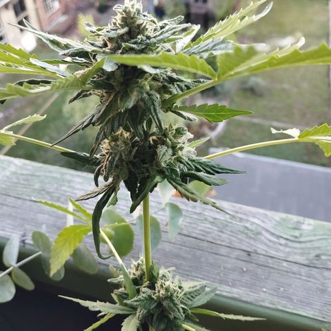 Royal Creamatic growlog timeline photo