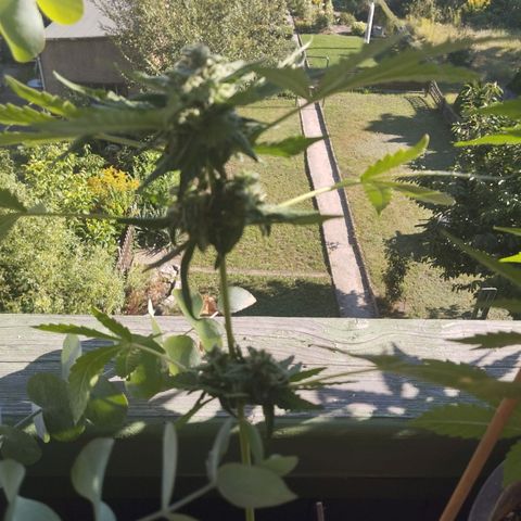 Royal Creamatic growlog timeline photo