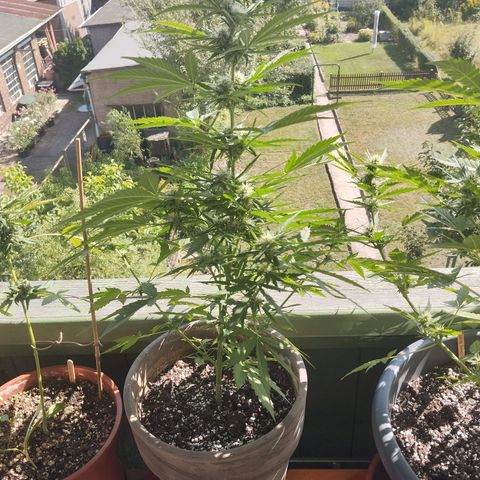 Auto Critical Orange Punch growlog timeline photo