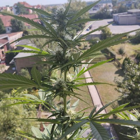 Auto Critical Orange Punch growlog timeline photo