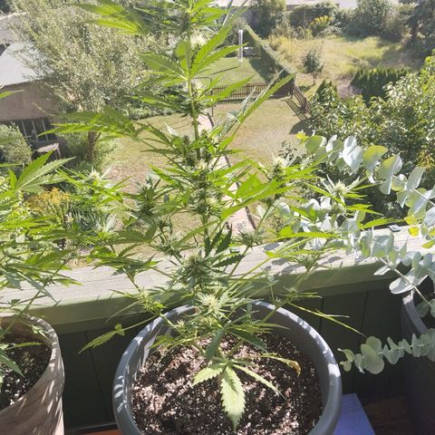 Auto Candy Bubatz XL growlog timeline photo