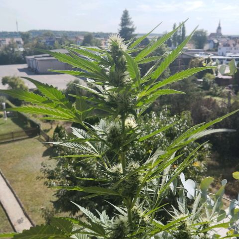 Auto Candy Bubatz XL growlog timeline photo
