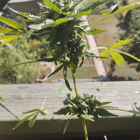 Royal Creamatic growlog timeline photo