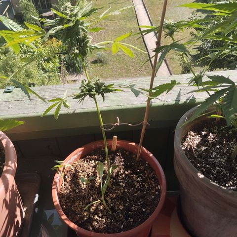 Royal Creamatic growlog timeline photo