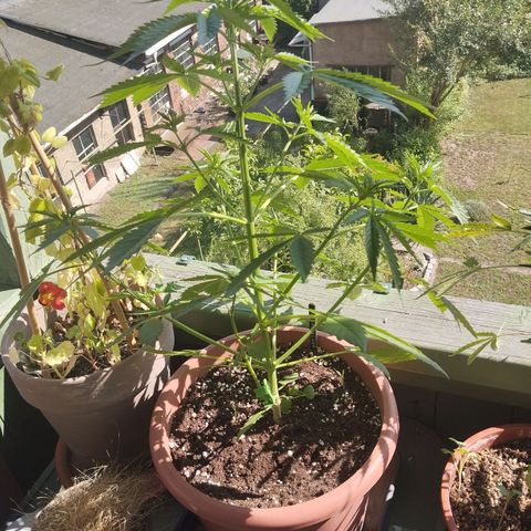 Auto Banana Blaze growlog timeline photo