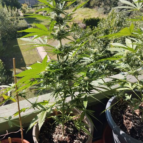 Auto Critical Orange Punch growlog timeline photo