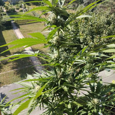 Auto Critical Orange Punch growlog timeline photo