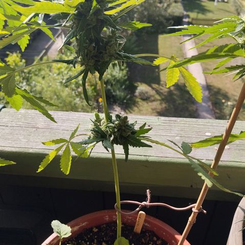 Royal Creamatic growlog timeline photo