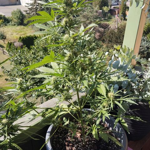 Auto Candy Bubatz XL growlog timeline photo