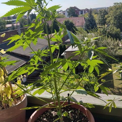 Auto Banana Blaze growlog timeline photo