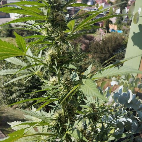 Auto Candy Bubatz XL growlog timeline photo