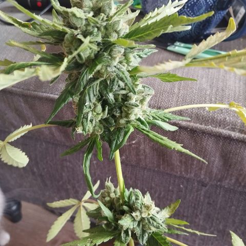 Royal Creamatic growlog timeline photo