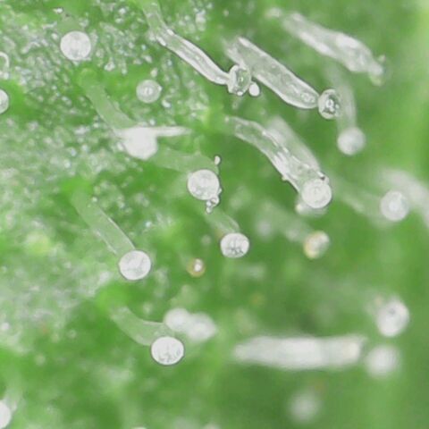 Royal Creamatic growlog timeline photo