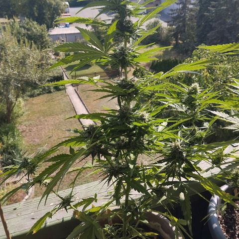 Auto Critical Orange Punch growlog timeline photo
