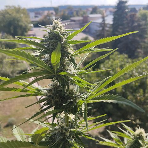 Auto Critical Orange Punch growlog timeline photo